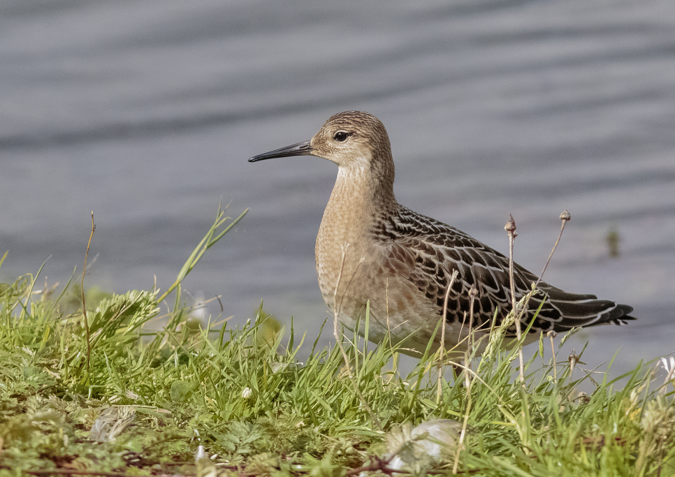 End of week 1 (Bird Race update 3)